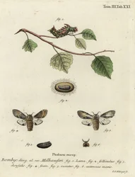 Papillon proéminent fauve, Harpyia milhauseri