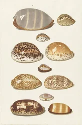 Onze grandes et petites coquilles de caurie tropicales