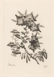 Fleurs en forme de cerf-volant