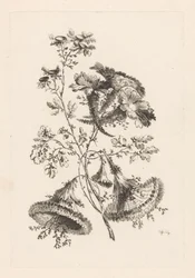 Fleurs triangulaires