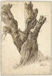 Un saule têtard
