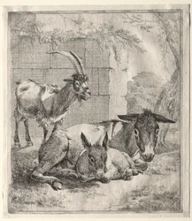 Chèvre et ânes
