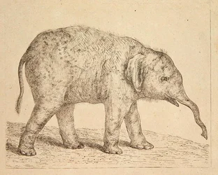 Éléphant