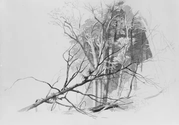 Scène de forêt