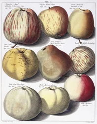 Diverses pommes, 1758