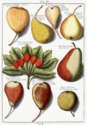 Diverses espèces de poires, 1760-1766