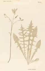 Lactuca perennis