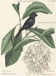 Le petit bouvreuil noir (Rubicilla minor nigra)