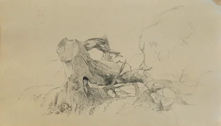 Racines, arbre renversé