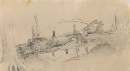 Racines, arbre renversé