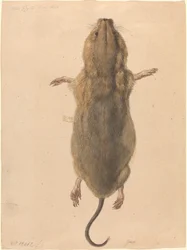 Une souris de champ, vue de dessus