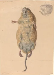 Une souris des champs, vue de dessous
