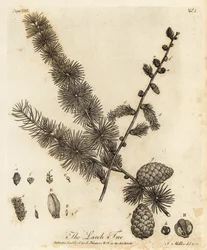 Mélèze européen, Larix decidua