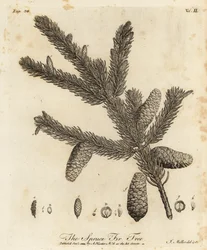 Épicéa de Norvège, Picea abies
