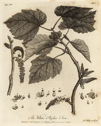 Peuplier blanc, Populus alba