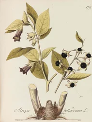 Abbildung aller oekonomischen Pflanzen, 1786-1788