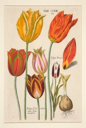 Florilegium novum, hoc est Variorum Maximeque Radiorum Florum ac Plantorum (Planche de fleurs); (Tulipes); d