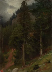 Pente dans une forêt de sapins