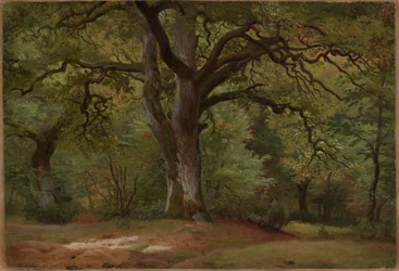 Forêt de chênes dans le Solling