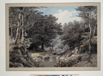 Intérieur de forêt avec des cerfs au bord de l