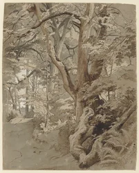 Scène forestière avec un chêne et des fougères