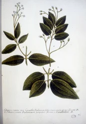 Cinnamomum Zeylanicum (Cinnamome de Ceylan) - Gravure de l