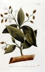 Cannelle - dans Herbier par J. W. Weinmann