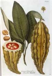 Cacao - dans l