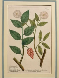 Balsami occidentalis arbuscula, gravure en couleur
