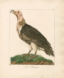 Le vautour à face blanche (gravure sur cuivre coloriée à la main)