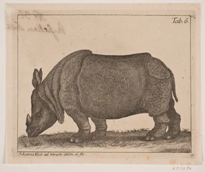 Un rhinocéros