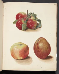 Étude de pommes