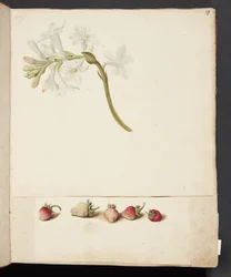Étude de fleur et fraise
