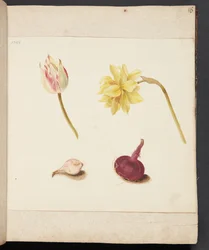 Étude de fleurs et de bulbes