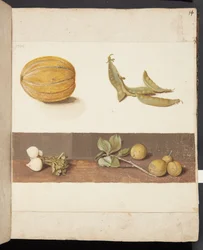 Étude de fruits et légumes