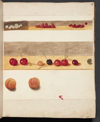 Étude de fruits et baies