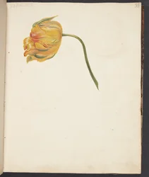 Étude de tulipe jaune