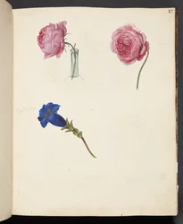 Étude de rose rose et de fleur bleue