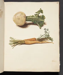 Étude de navet et de carottes
