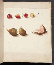 Étude de cerises et de figues