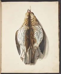 Étude de deux grives mortes