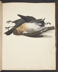 Étude de deux merles morts, mâle et femelle, couchés