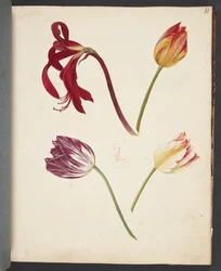 Étude de tulipes