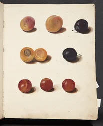 Études de prunes