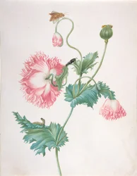 Un coquelicot à trois stades de floraison, avec une chenille, une chrysalide et un papillon