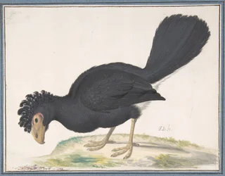 Un hocco noir, s.d.