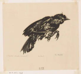 Moineau mort
