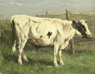 Jeune taureau