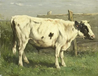 Jeune taureau