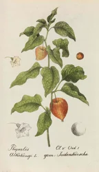 Collection de plantes suisses, 1825-1846